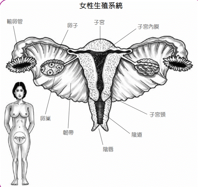 卵巢癌简介