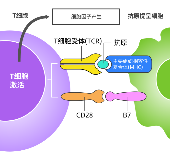 一文读懂首个免疫治疗靶点CTLA-4的发现史