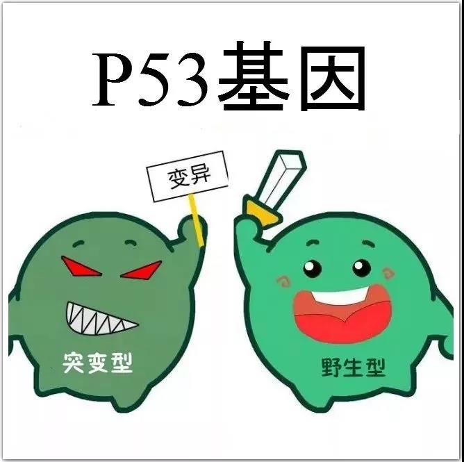 P53基因介绍