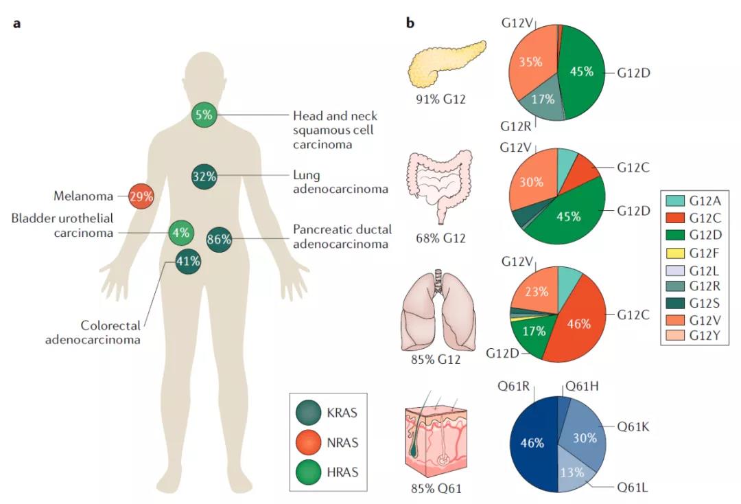 RAS靶向疗法，Nature深度综述