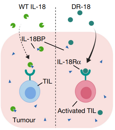 白介素-18（IL-18)或成为免疫新热点！耶鲁科学家突破癌细胞分泌的“诱饵受体”，发现颇有潜力的新免疫检查点