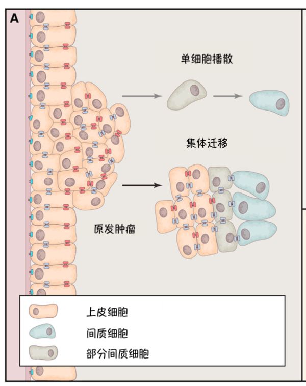 癌细胞（肿瘤）到底是如何转移的？