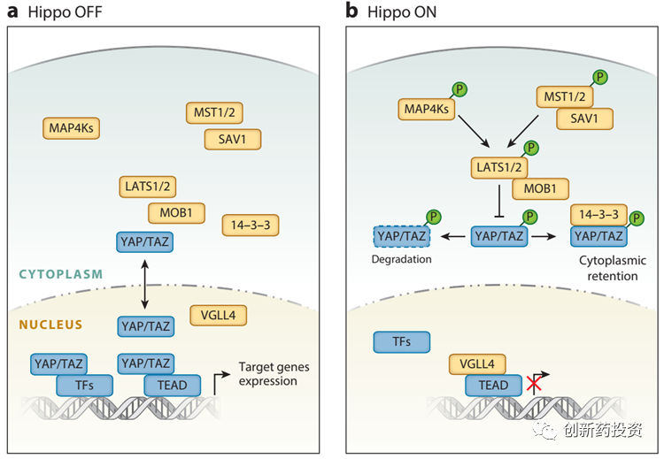 Hippo 基因及靶点介绍