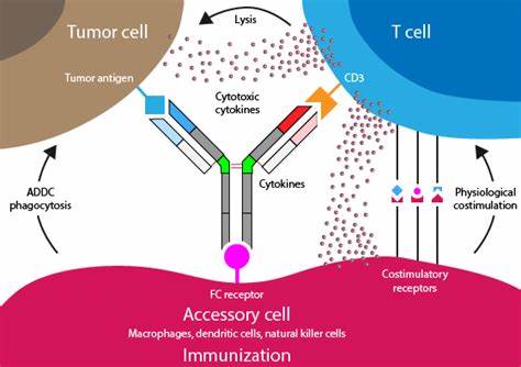 双特异性抗体 (Bispecific antibodies)介绍