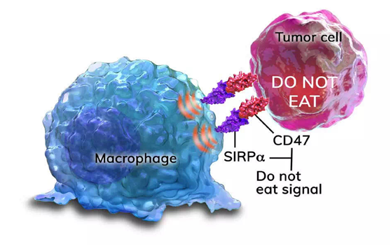 CD47与血液肿瘤治疗