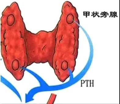 甲状腺手术风险性大吗？术后会有哪些并发症？