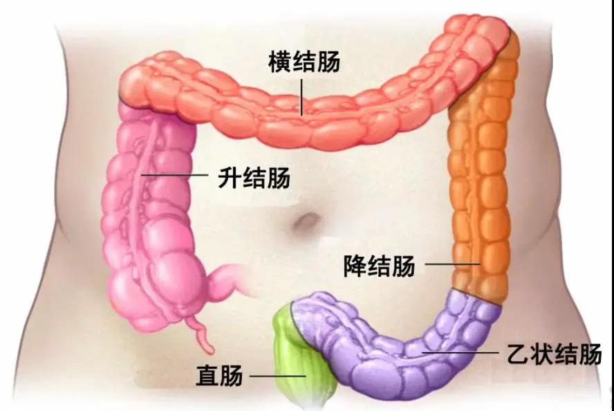 结肠息肉没切，变成结肠癌！从息肉到癌,究竟有多远？