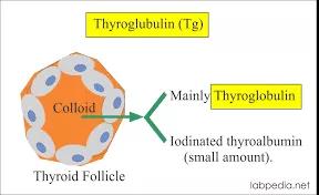 甲状腺癌术后Tg（甲状腺球蛋白）很低，表示不存在癌细胞了吗？