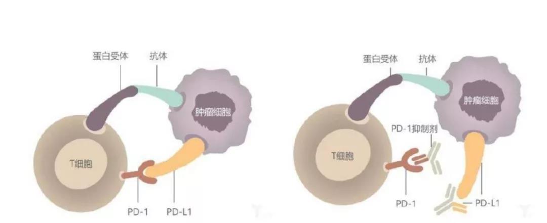 科普：一文带你全面了解PD-1与PD-L1