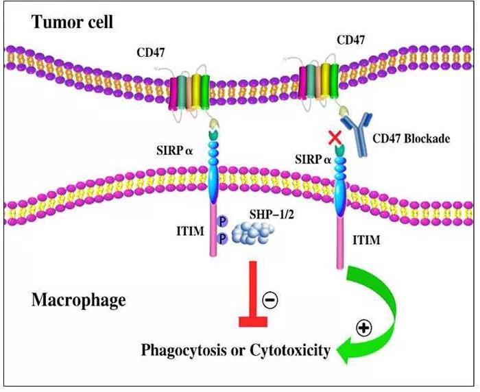 靶向CD47的肿瘤免疫治疗研究进展