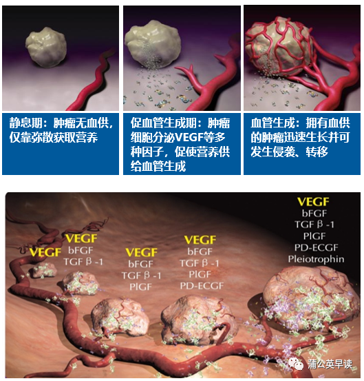 建议收藏！VEGFR的抗血管生成药物汇总