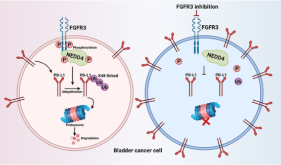 山东大学齐鲁医院史本康教授团队在Cancer Research发表膀胱癌精