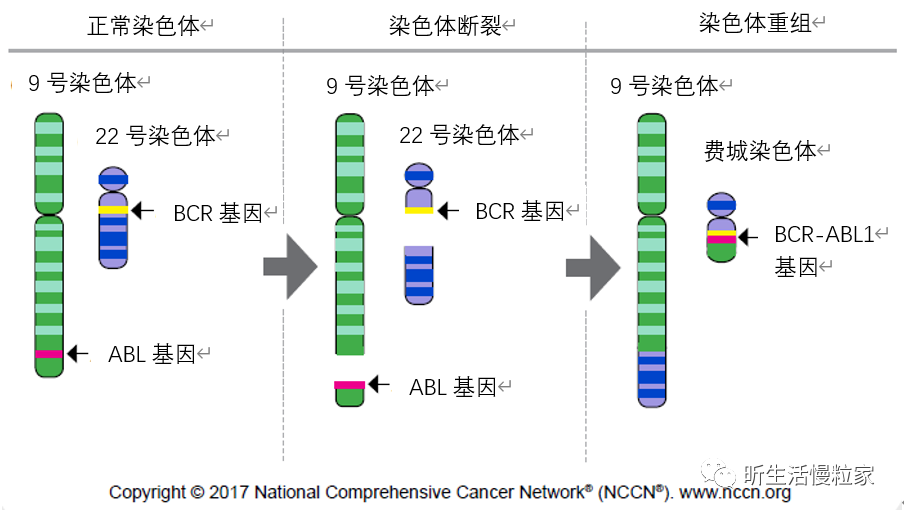 5分钟教您看懂BCR-ABL1融合基因定量检测报告