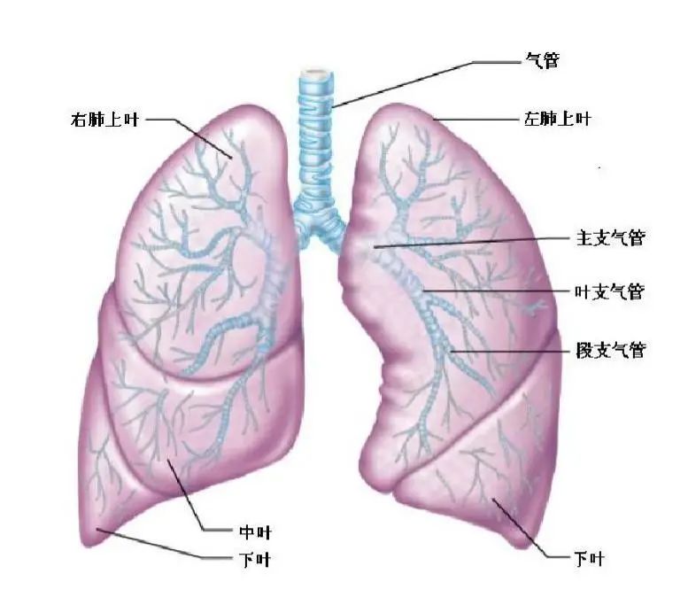 【术前谈话】肺是怎样的器官？胸腔镜手术是怎么做的？