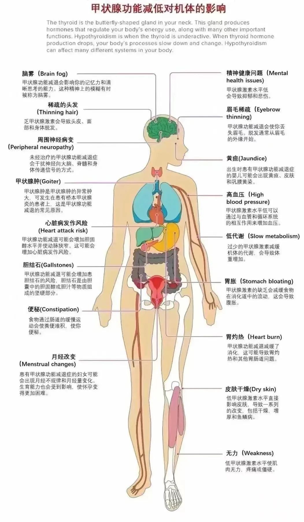 甲状腺功能减低对机体的17种影响