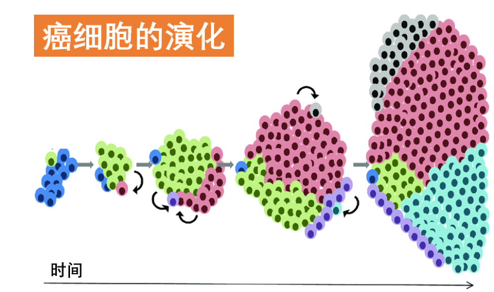 耐药后，有些癌细胞居然表示：药别停！