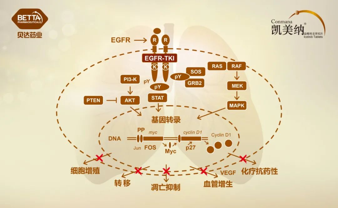 重磅！贝达药业埃克替尼肺癌术后辅助治疗获批上市