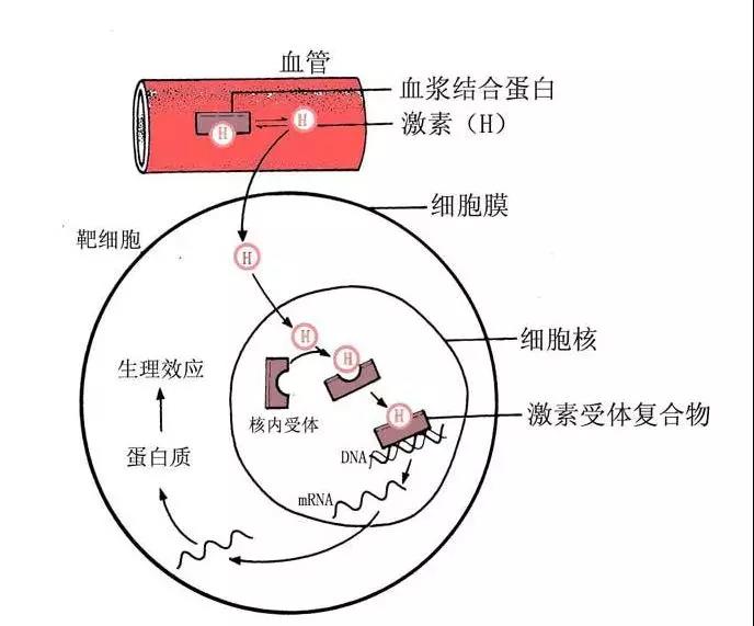 乳腺癌内分泌治疗——你想知道和该知道的，都在这里~