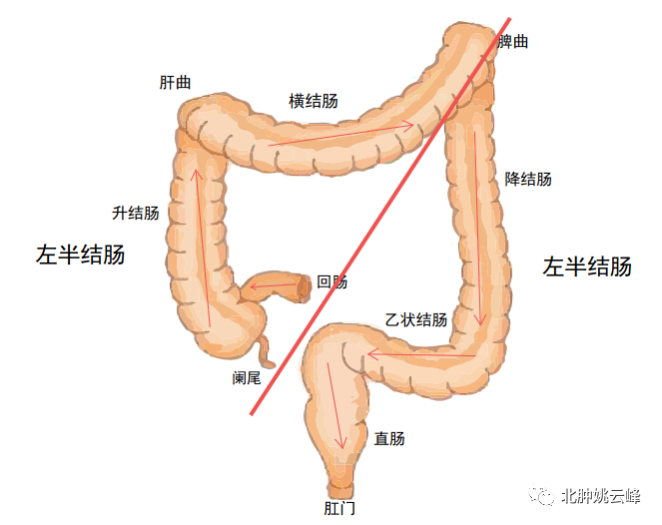 不同患者为什么生存率差别那么大？结直肠癌的肿瘤生物学行为差异