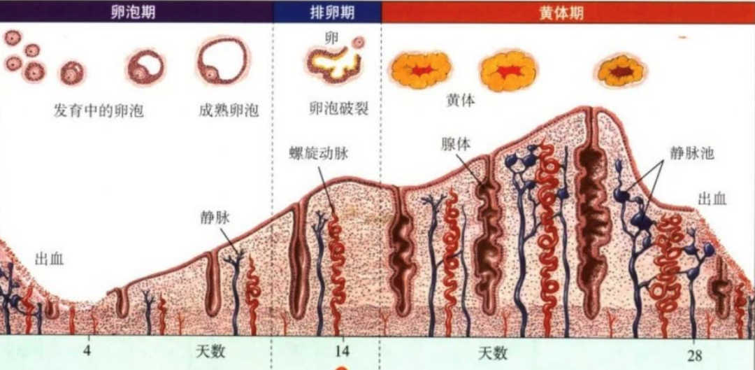 乳腺癌随访期间出现子宫内膜增厚需要处理吗？