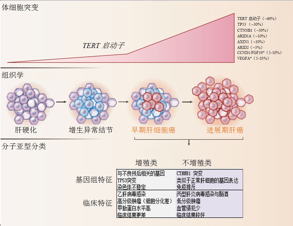 肝癌那些事儿----系列一：发病机制