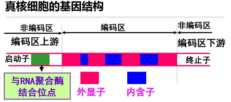 京泌科普|逐步了解前列腺癌的基因检测